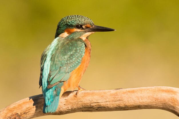 Nahaufnahme eines Vogels, der auf einem Zweig sitzt