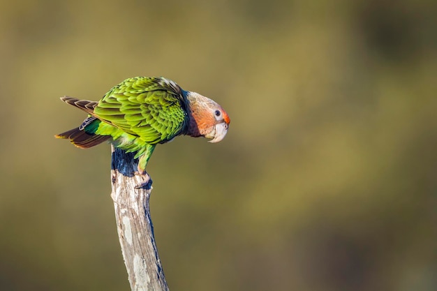 Nahaufnahme eines Vogels, der auf einem Zweig sitzt