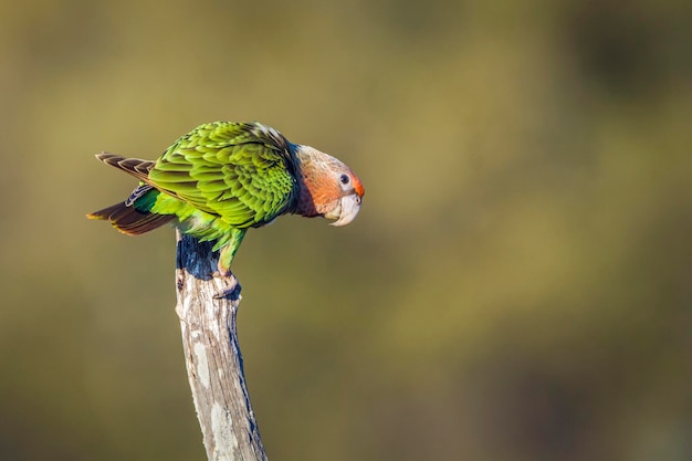 Foto nahaufnahme eines vogels, der auf einem zweig sitzt