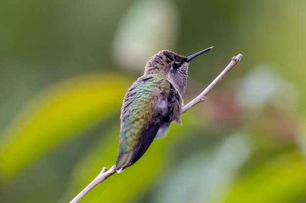 Nahaufnahme eines Vogels, der auf einem Zweig sitzt