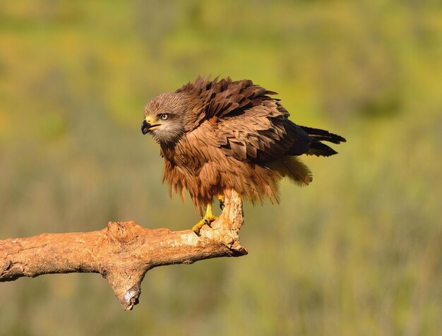 Foto nahaufnahme eines vogels, der auf einem zweig sitzt