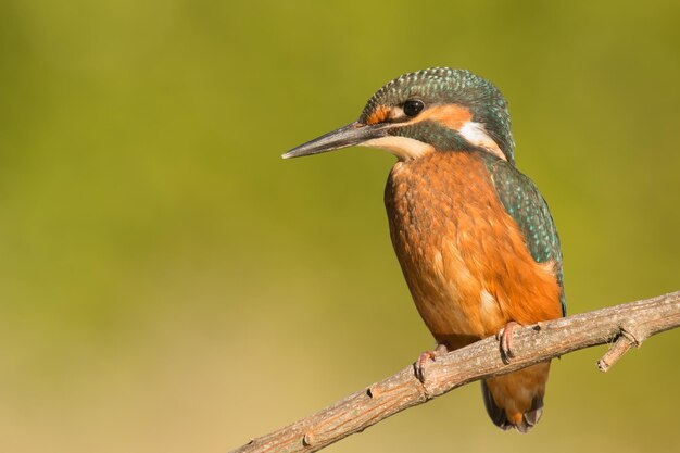 Foto nahaufnahme eines vogels, der auf einem zweig sitzt