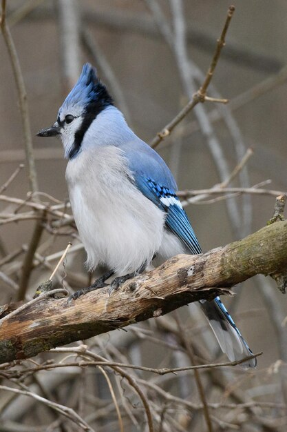 Nahaufnahme eines Vogels, der auf einem Zweig sitzt