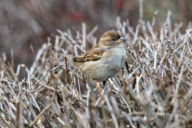 Nahaufnahme eines Vogels, der auf einem Zweig sitzt