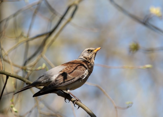 Foto nahaufnahme eines vogels, der auf einem zweig sitzt