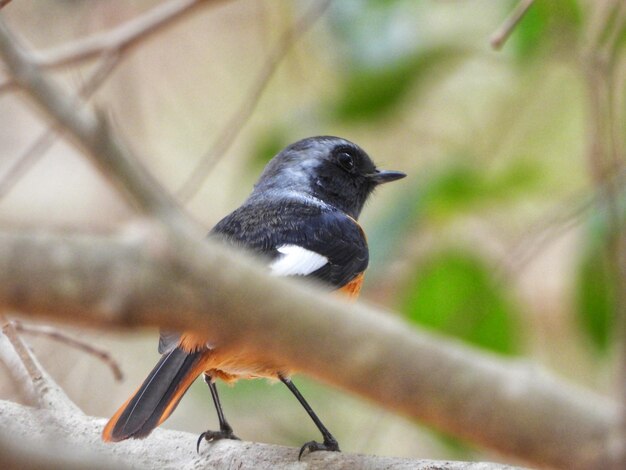 Foto nahaufnahme eines vogels, der auf einem zweig sitzt