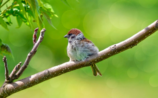 Nahaufnahme eines Vogels, der auf einem Zweig sitzt
