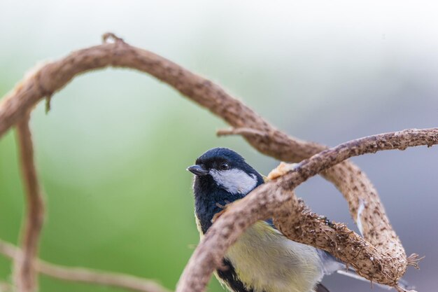 Nahaufnahme eines Vogels, der auf einem Zweig sitzt