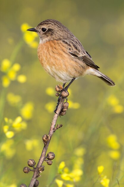 Foto nahaufnahme eines vogels, der auf einem zweig sitzt