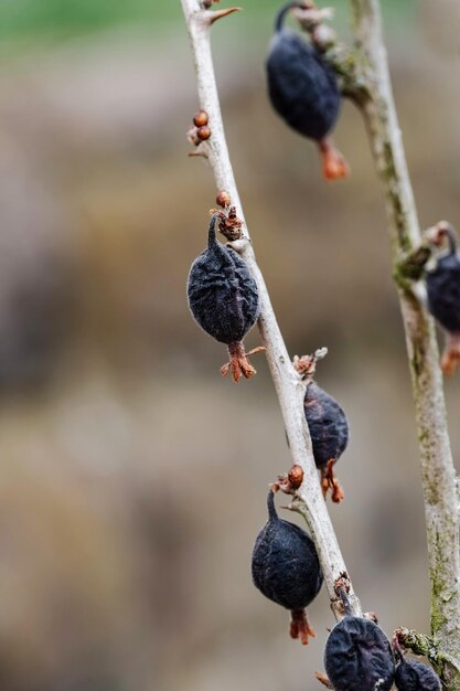 Foto nahaufnahme eines vogels, der auf einem zweig sitzt