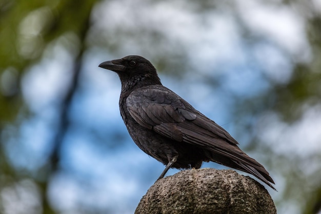 Foto nahaufnahme eines vogels, der auf einem zweig sitzt