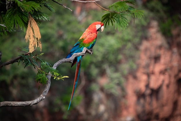 Nahaufnahme eines Vogels, der auf einem Zweig sitzt