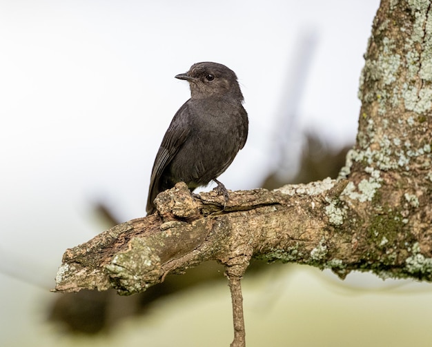 Nahaufnahme eines Vogels, der auf einem Zweig sitzt