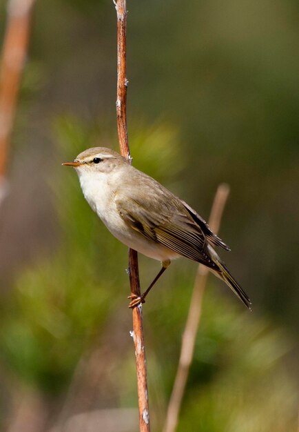 Foto nahaufnahme eines vogels, der auf einem zweig sitzt