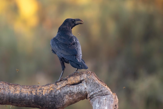 Nahaufnahme eines Vogels, der auf einem Zweig sitzt