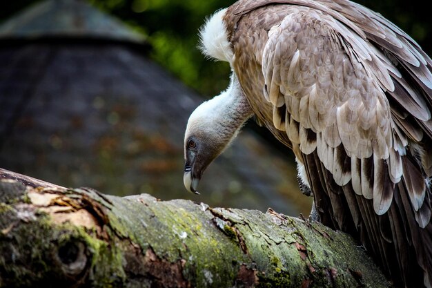 Nahaufnahme eines Vogels, der auf einem Zweig sitzt