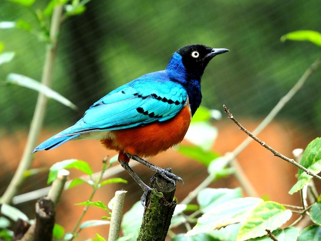 Nahaufnahme eines Vogels, der auf einem Zweig sitzt