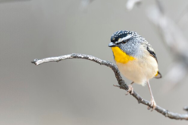 Nahaufnahme eines Vogels, der auf einem Zweig sitzt