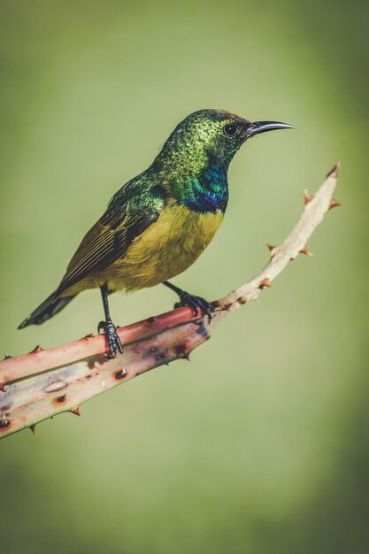 Foto nahaufnahme eines vogels, der auf einem zweig sitzt