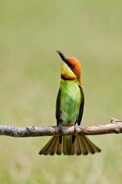 Foto nahaufnahme eines vogels, der auf einem zweig sitzt