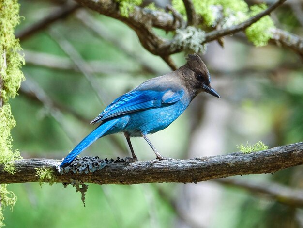 Foto nahaufnahme eines vogels, der auf einem zweig sitzt