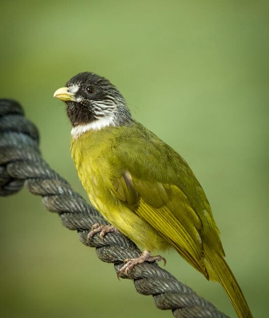 Foto nahaufnahme eines vogels, der auf einem zweig sitzt