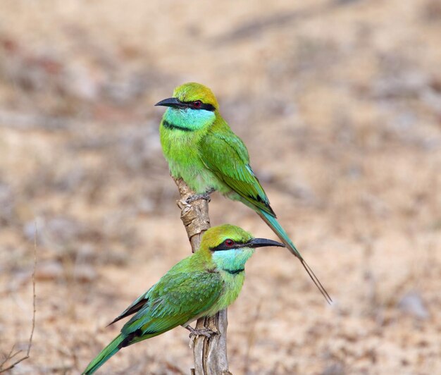 Foto nahaufnahme eines vogels, der auf einem zweig sitzt