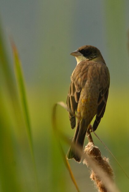 Nahaufnahme eines Vogels, der auf einem Zweig sitzt