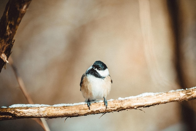 Nahaufnahme eines Vogels, der auf einem Zweig sitzt