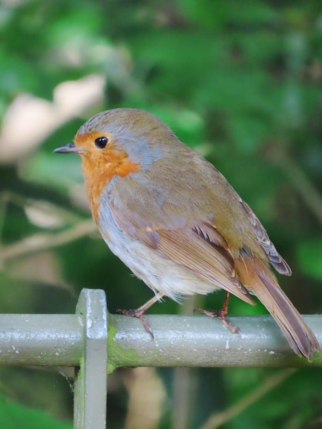 Foto nahaufnahme eines vogels, der auf einem zweig sitzt