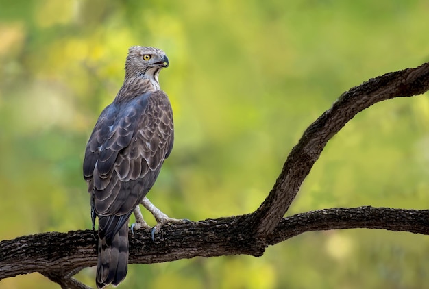 Foto nahaufnahme eines vogels, der auf einem zweig sitzt