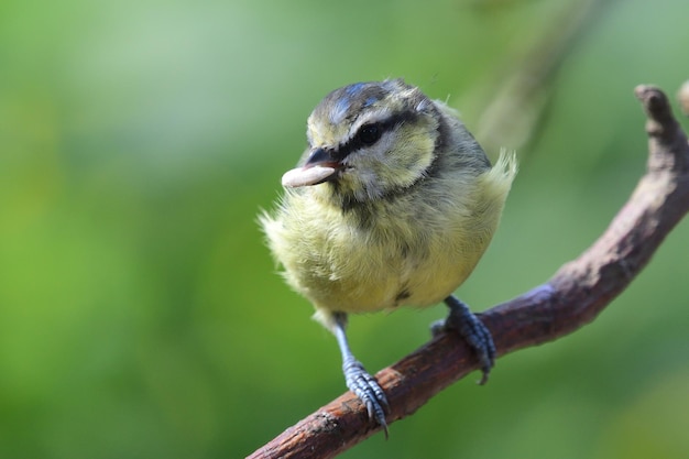 Foto nahaufnahme eines vogels, der auf einem zweig sitzt