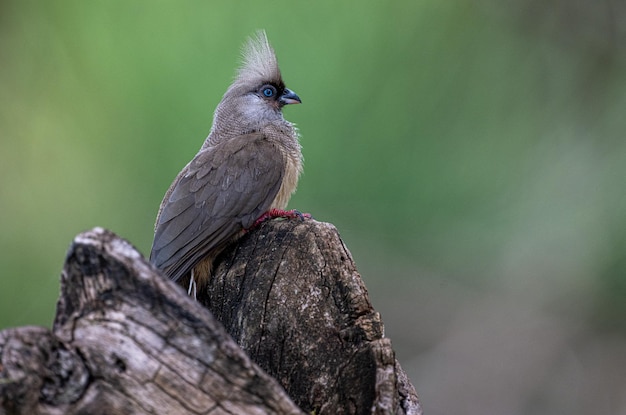 Nahaufnahme eines Vogels, der auf einem Zweig sitzt