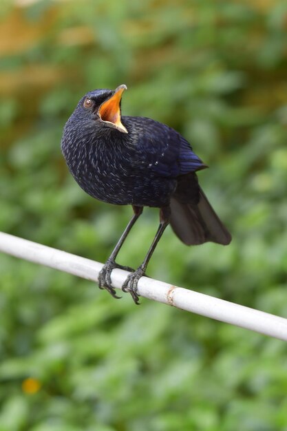 Nahaufnahme eines Vogels, der auf einem Zweig sitzt