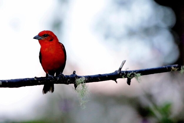 Foto nahaufnahme eines vogels, der auf einem zweig sitzt