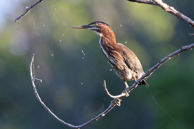 Nahaufnahme eines Vogels, der auf einem Zweig sitzt