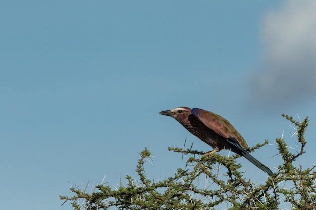 Nahaufnahme eines Vogels, der auf einem Zweig sitzt