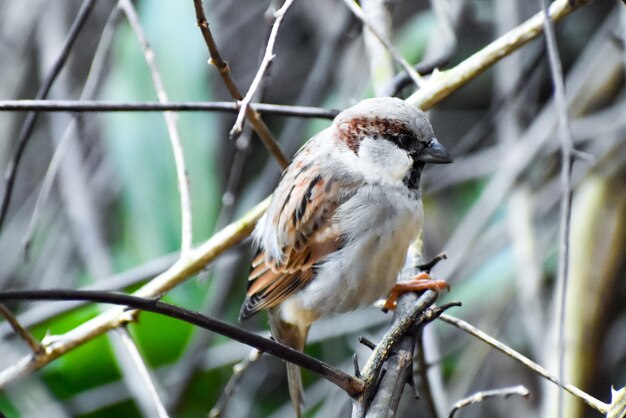 Foto nahaufnahme eines vogels, der auf einem zweig sitzt