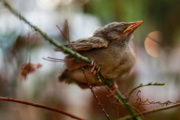 Foto nahaufnahme eines vogels, der auf einem zweig sitzt