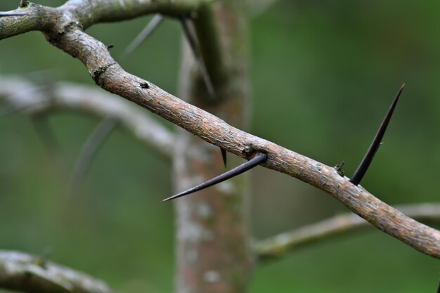 Foto nahaufnahme eines vogels, der auf einem zweig sitzt