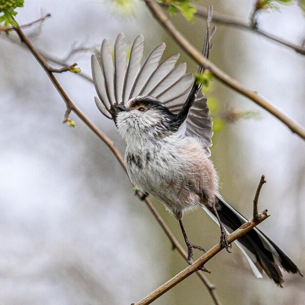 Foto nahaufnahme eines vogels, der auf einem zweig sitzt