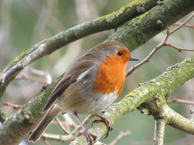 Foto nahaufnahme eines vogels, der auf einem zweig sitzt