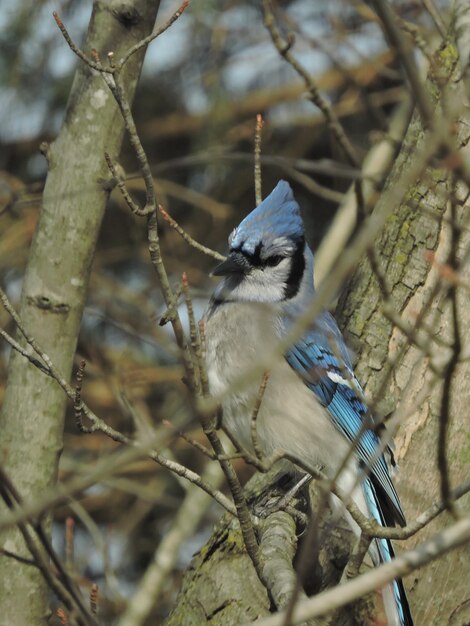 Nahaufnahme eines Vogels, der auf einem Zweig sitzt