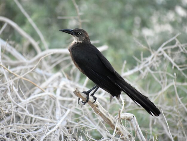 Foto nahaufnahme eines vogels, der auf einem zweig sitzt