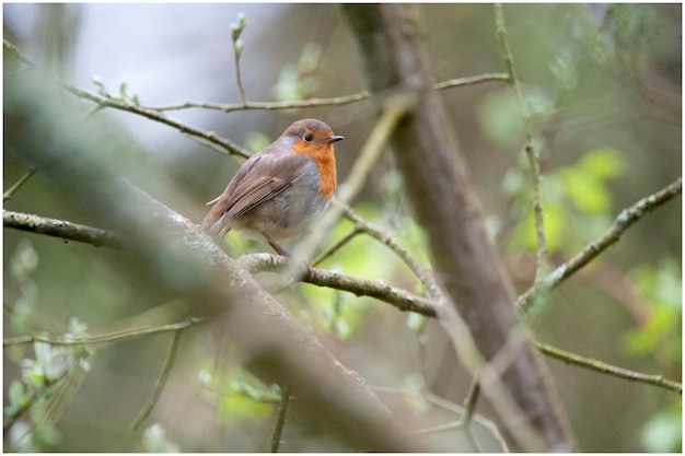 Nahaufnahme eines Vogels, der auf einem Zweig sitzt