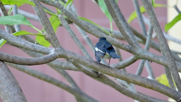 Foto nahaufnahme eines vogels, der auf einem zweig sitzt