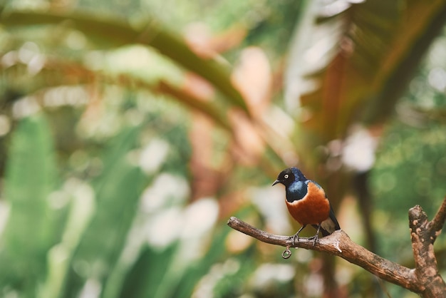 Nahaufnahme eines Vogels, der auf einem Zweig sitzt