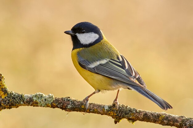 Foto nahaufnahme eines vogels, der auf einem zweig sitzt