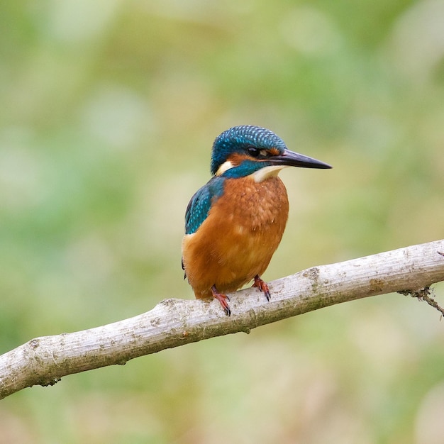 Nahaufnahme eines Vogels, der auf einem Zweig sitzt