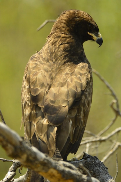 Foto nahaufnahme eines vogels, der auf einem zweig sitzt